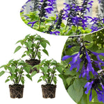 3 Blue Salvia Sage Plants 4–7" Tall, Perennial Live Flowering Garden Plants for Outdoor Growing, Vibrant Salvia Plant Starter