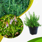 Live Rosemary Plant, Rosemary Herb, Perennial Herb Plant, 4 Inch Pot for Planting