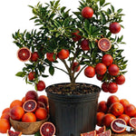 Orange Tree Live Plant, Blood Orange Plant Live, 1 Gallon Pot, Citrus Fruits Tree Garden Outdoor, No Ship to CA