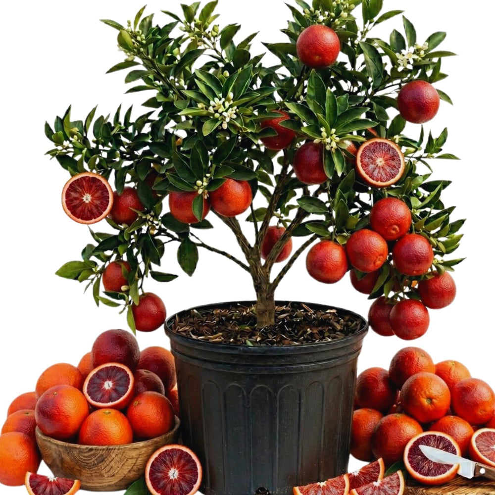 Orange Tree Live Plant, Blood Orange Plant Live, 1 Gallon Pot, Citrus Fruits Tree Garden Outdoor, No Ship to CA