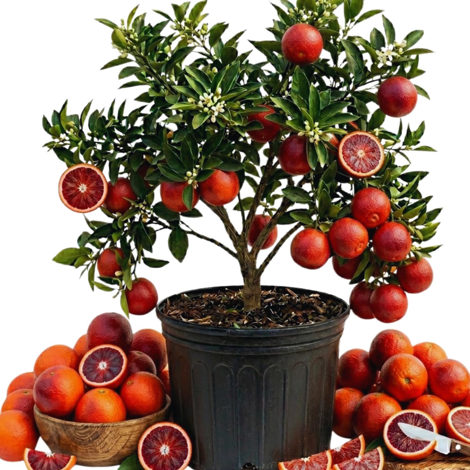 Orange Tree Live Plant, Blood Orange Plant Live, 1 Gallon Pot, Citrus Fruits Tree Garden Outdoor, No Ship to CA