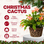Christmas Cactus Plants Live, Flowering Thanksgiving Cactus with Vibrant Blooms, 4-7'' Tall, Easy-Care Indoor Houseplant (Salmon Blooms)