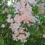 Dwarf Salmon Oleander Plant Live, Oleander Live Plant, 5 to 7 Inches Tall, Flowering Ornamental Shrub, Easy Care Outdoor Plant