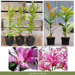 Magnolia Tree Live Plant 6 to 12 Inch Height, Fragrant Magnolia Plant Live to Grow, Magnolia Bush Flowers (Ann Magnolia)