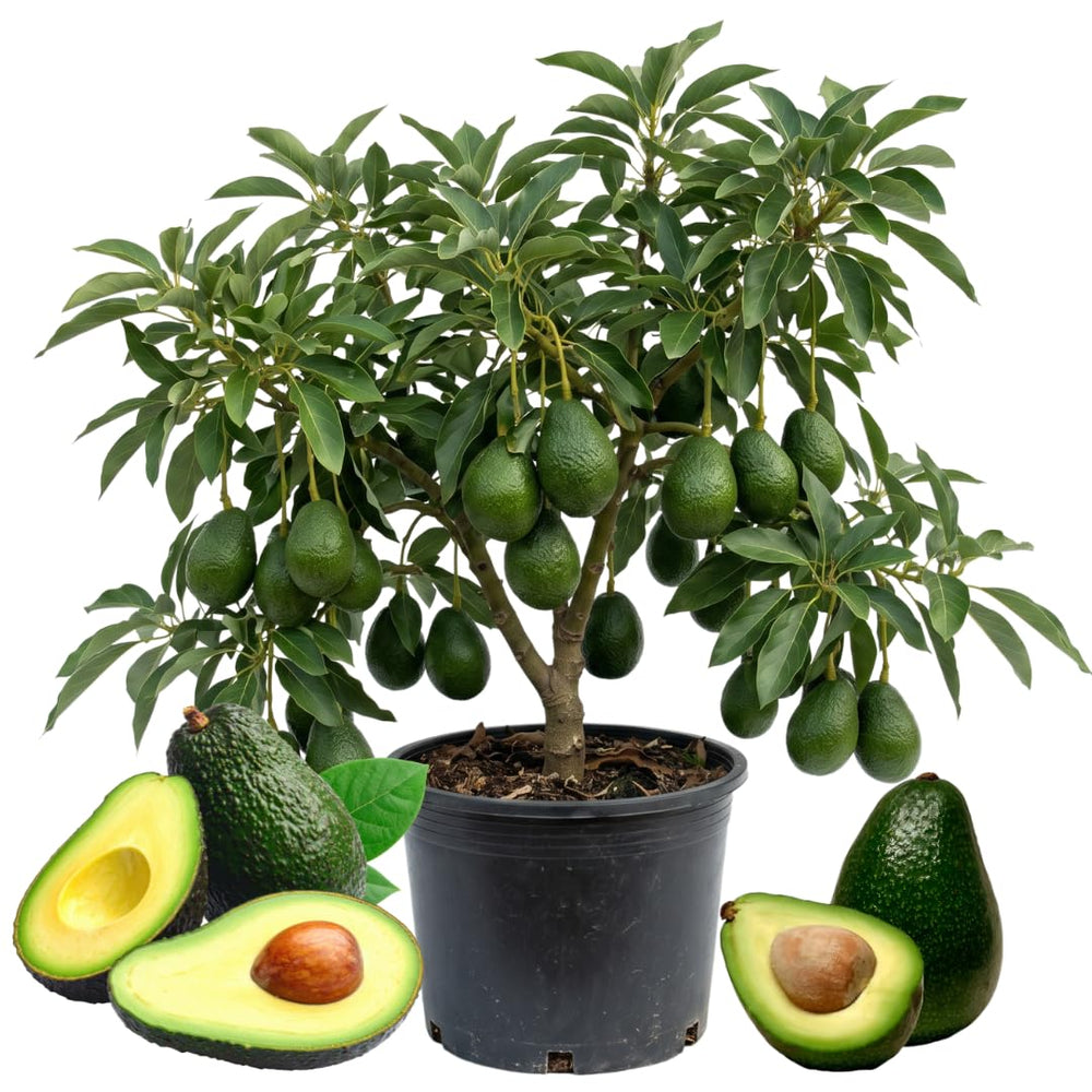 Dwarf Avocado Tree Plant Live, Patio Container Tree, 1-2 Ft Tall