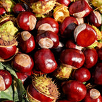 Sets 2 of 2-3 Feet Chestnut Trees Live Plants Seedlings, Dormant, Bareroots, Establish Roots, Cold Hardy for Outdoor Planting