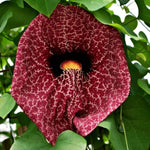 Giant Dutchman’s Pipe Vine Live Plant, 6 to 12 Inches Tall Fast-Growing Tropical Climber, Dormant Bare Root in Winter