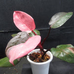 Philodendron Prince of Pink Philodendron Houseplant, 4-9" Tall, No Pot, Tropical Indoor Houseplant