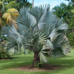 Palm Tree Live Plant, Fully Rooted in 3 Gallon Pot, Rare Tropical Plant Live for Indoor or Outdoor Growing, Silver Blue