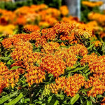 2 Orange Milkweed Plants Live, 5-8 Inch Tall, Butterfly Milkweed Asclepias Tuberosa Plant for Perennial Flower