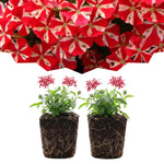 Set 2 Verbena Live Plants, Perennial Verbena Flowers, Long-Lasting, Hardy Flowering Plant for Planting (Red White)