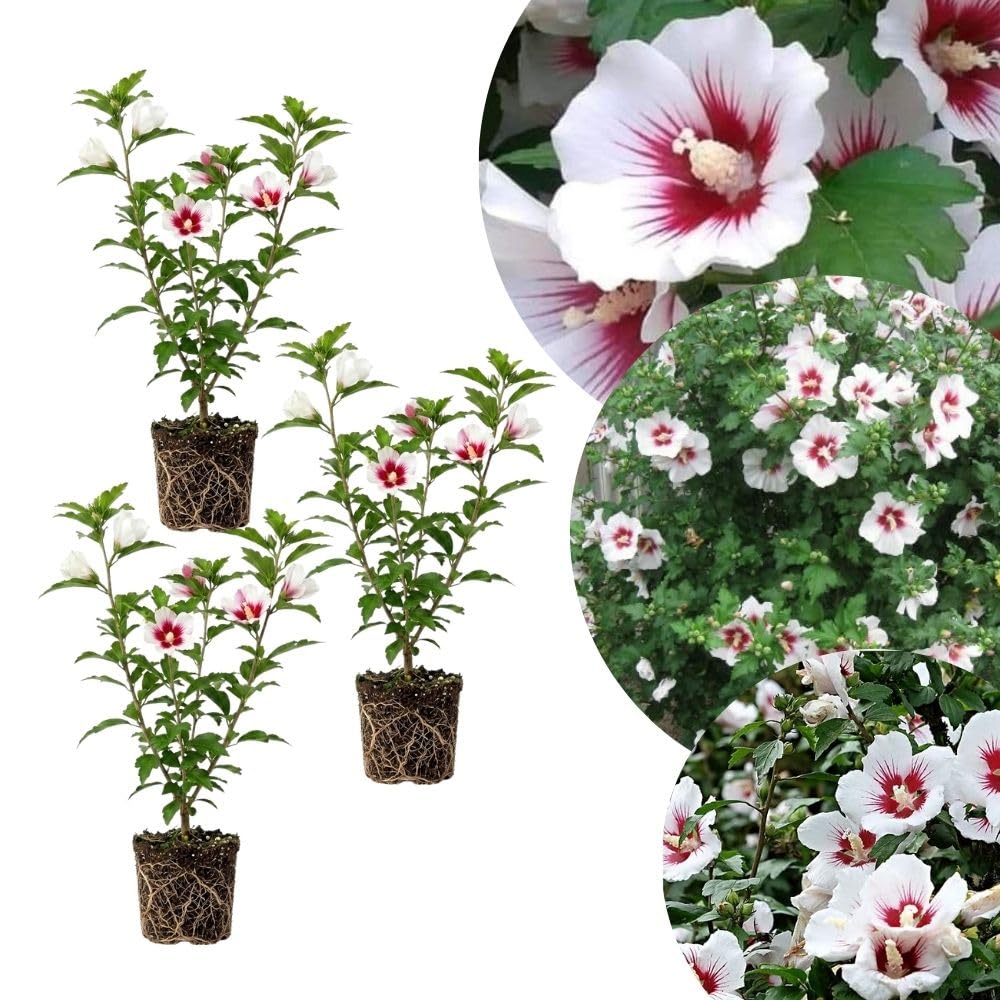 Set 3 Rose of Sharon Plant 2 Inches