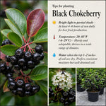 Black Chokeberry Tree Live Plant, Berry Bush, 1.5-2 Ft Tall