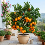 Orange Tree Live Plant, Early Season Orange Tree, Well Rooted, 1-2 Feet Tall, Sweet Citrus Trees for Containers, Pot and Outdoor Garden