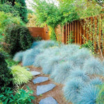 2 Blue Fescue Grass Plants Live for Spring Planting, Size 5-9" in Tall, Oranamental Grass for Outdoor Indoor