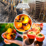 Pack 4 American Persimmon Trees Live Dormant, Cold Hardy Native Fruit Trees Indoor Outdoor Home Garden, 12-18 Inch Tall