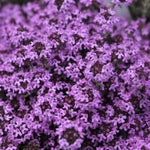 12000 Mix Creeping Thyme Seeds, Fragrant Creeping Thyme Seed, Groundcover Seeds for Planting Garden Paths, Rock Gardens and Landscape Borders
