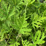 3 Live Citronella Plants,Citronella Geranium Plants Well Rooted 4-9 Inch Tall