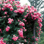 Fragrant Climbing Rose Live Plant, Well Rooted 5-9" Tall, No Leaf, Indoor Outdoor Climber, Rose Bush, Hybrid Tea Rose Like (Fourth of July)