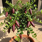Red Finger Lime Citrus Tree Live in 1 Gallon Pot, Rare Lime Fruit Tree for Patio, Container Garden and Outdoor Growing, 1-2 Feet Tall