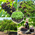 Black Elderberry Plant Live, Backyard Berry Plant, 10-12 Inch Tall