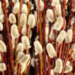 Set 2 Willow Plants Live Bare Root 1-2 Feet Tall, Dormant Willow Live Plants for Outdoor Garden Landscaping (Pussy Willow)