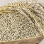 3 Pound Rye Cover Crop Seeds, Rye Grass Seeds for Lawn, Outdoor Growing, Fast-Growing Grass Seed