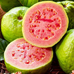 Pink Guava Tree Live Plant, 10 Inc Tall, Sweet Fruit Tree, Live Guava Tropical Plant for Home Garden