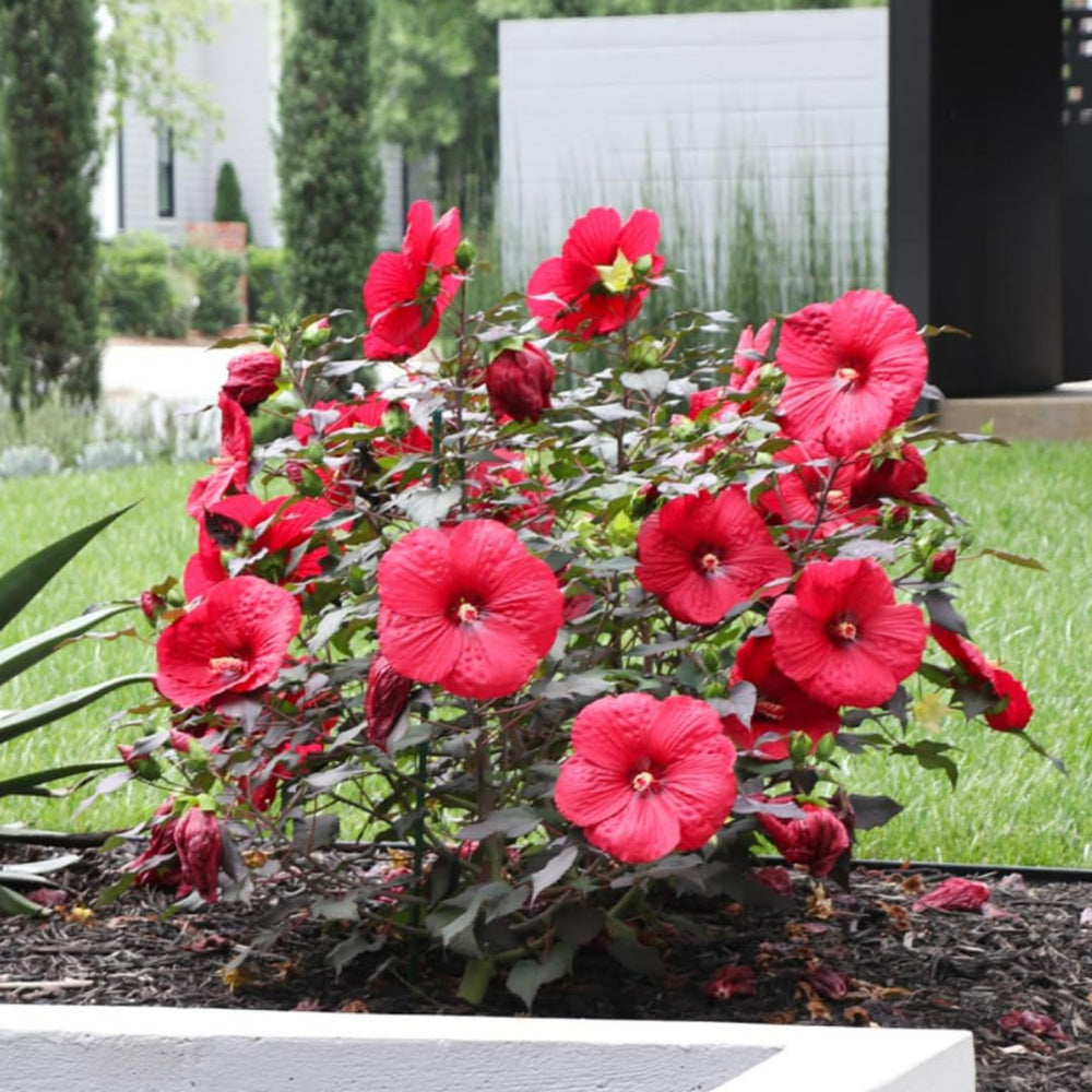 Hibiscus Tree Live Plants for Outdoor Planting, Vibrant Blooms, Size 5-9 Inc in Tall, Dormant in Winter, Spring Fast-Growing (Red)
