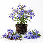 Blue Butterfly Clerodendrum Live Plant, Chain of Glory, 5-9 Inch Tall