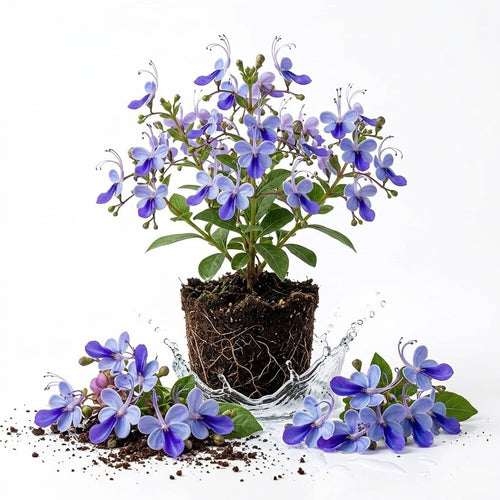 Blue Butterfly Clerodendrum Live Plant, Chain of Glory, 5-9 Inch Tall