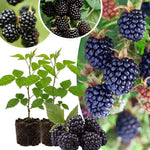 2 BlackBerry Plants Live for Planting, 4 to 8 Inch Height, BlackBerry Bush Live Plant, Sweet Blackberries Fruit Seedlings (Von BlackBerry)