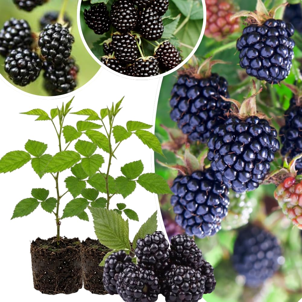 2 BlackBerry Plants Live for Planting, 4 to 8 Inch Height, BlackBerry Bush Live Plant, Sweet Blackberries Fruit Seedlings (Von BlackBerry)