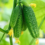 2 Green Cucumber Plants Live, 5 to 9'' Tall, Cucumber Vegetable Garden Plants Fast Growing Outdoor
