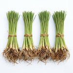 Combo 15 Big Lemon Grass Plants for Outside, Lemongrass Plants Live, No Pot, Well Rooted, Trim Back, Fresh Fragrant Lemon Grass Stalks Plants for Outside Live