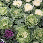White Ornamental Cabbage Plant in 4 Inch Pot, Colorful Cabbage Plants Live for Outdoor Indoor Garden