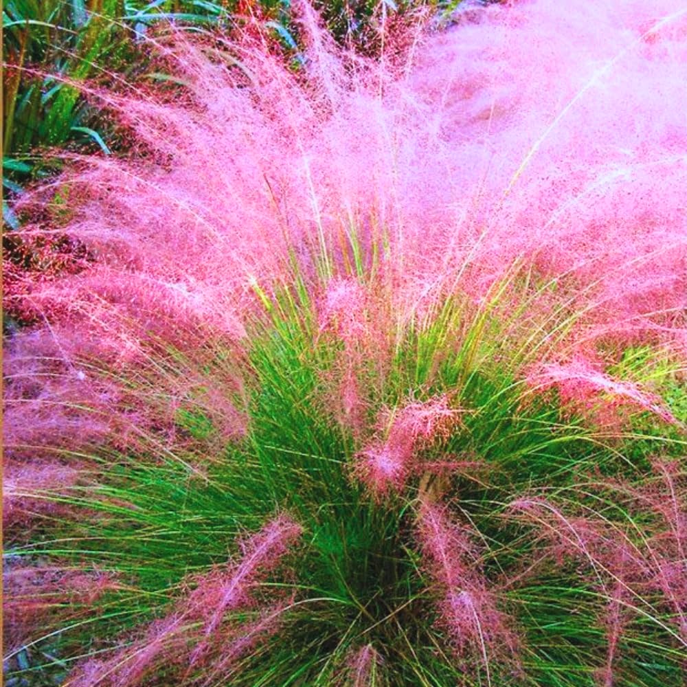 2 Pink Muhly Grass Plants Live for Planting, Ornamental Grass Live Plants, Pink Grass Indoor Outdoor, 5-9 Inch Tall