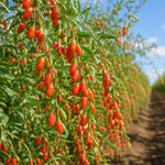 Set 2 Goji Berry Live Plant 4-7 Inches, Goji Berries Fruit Shrub Starter for Garden, High Yield, Ready to Grow