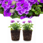 Set 2 Verbena Live Plants, Perennial Verbena Flowers, Long-Lasting, Hardy Flowering Plant for Planting (Purple)