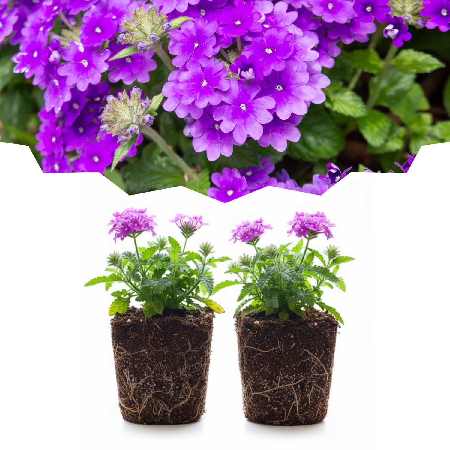 Set 2 Verbena Live Plants, Perennial Verbena Flowers, Long-Lasting, Hardy Flowering Plant for Planting (Purple)