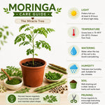 Live Moringa Oleifera Plant, 4 to 8 Inches Tall, Outdoor Tree