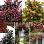 Pack 2 Mix Climbing Rose Live Plants Bushes Fragrant Well Rooted - No Leaf - Cut Back for Summer Planting (Stripes Rose and Red Orange)
