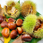 2 Chestnut Trees Live Plants Seedlings, 2-3 Feet Tall, Dormant, Bareroots, Establish Roots, Cold Hardy for Outdoor Planting