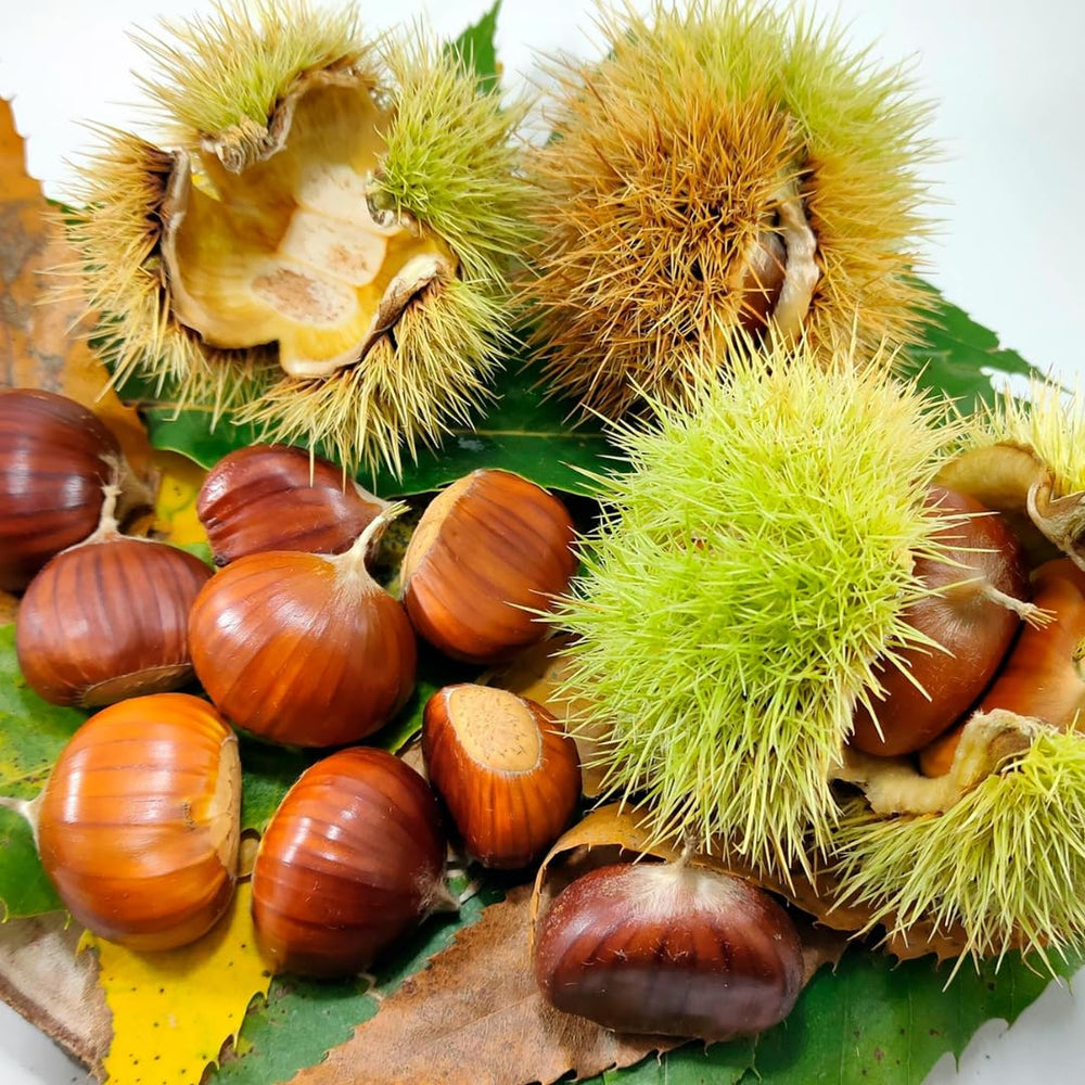 2 Chestnut Trees Live Plants Seedlings, 2-3 Feet Tall, Dormant, Bareroots, Establish Roots, Cold Hardy for Outdoor Planting
