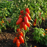 San Maranzo Tomato Live Plant, 2 Plant Per Pot, Red Tomato Plant 5-8" Tall