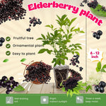 Black Elderberry Bush, Elderberries Plant Live for Planting, 6 to 12 Inch Tall, Fruit Tree Live Plant