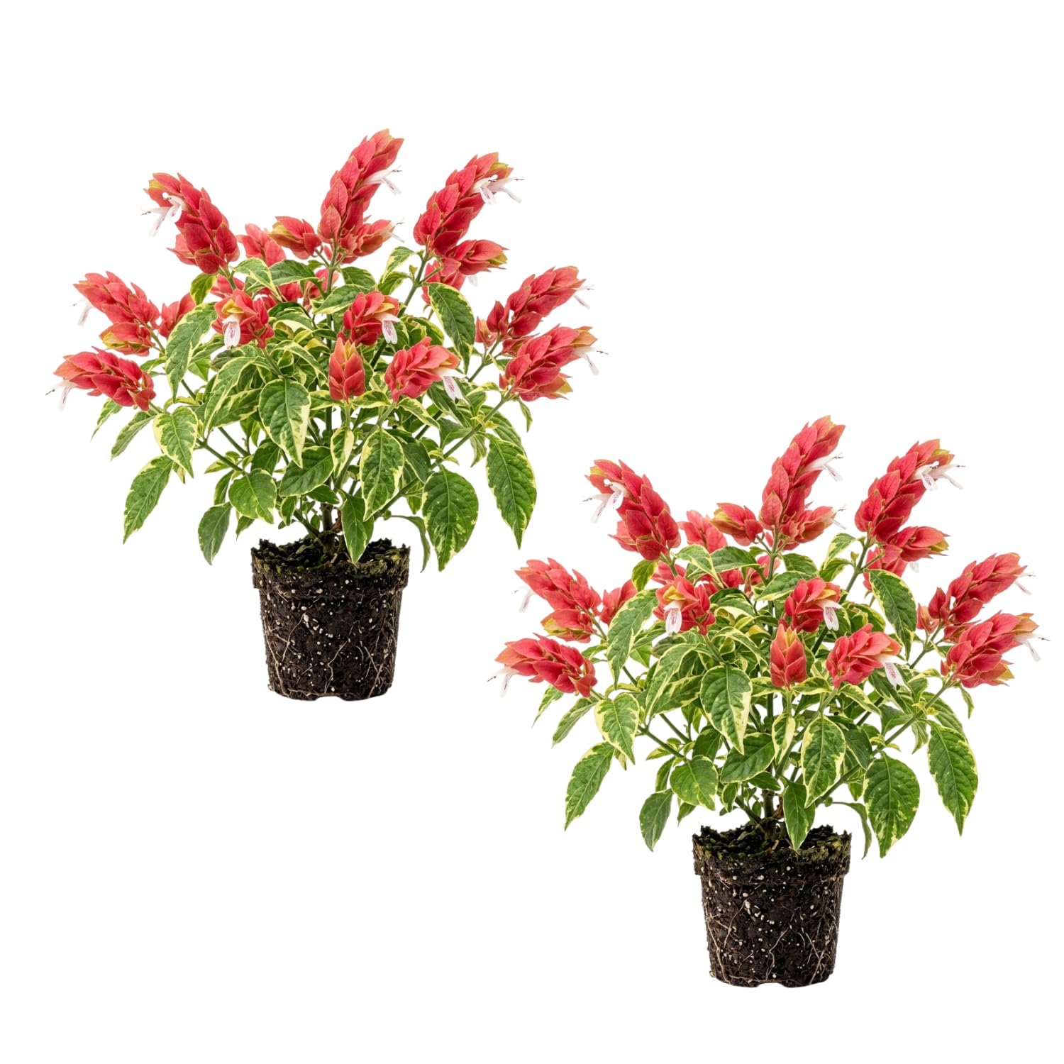 2 Variegated Shrimp Plants Live, 4-7 Inc Tall, Vibrant Flower Starter Plant for Garden or Patio