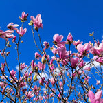 2 Magnolia Tree Cuttings, Hardy Fragrant Magnolia Flowering Tree, Well Rooted Cuttings 8–12 Inches for Outdoor Garden (Jane Magnolia Cuttings)