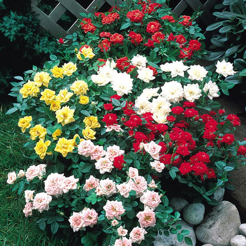 2 Mix Rose Bush Live Plants, 20+ Varieties Heirloom Rose Plants Live for Planting, Fragrant Rose Flowers Well Rooted Starter Plant 5-9 Inch Tall