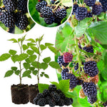 2 BlackBerry Plants Live for Planting, 4 to 8 Inch Height, BlackBerry Bush Live Plant, Sweet Blackberries Fruit Seedlings (Osage BlackBerry)